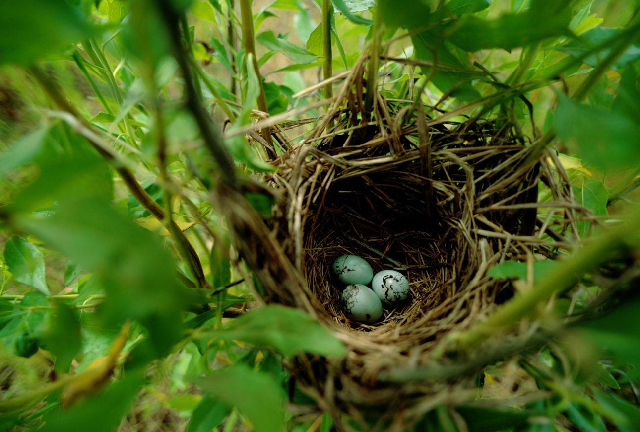 A photograph of the nest of a red-winged blackbird with eggs.