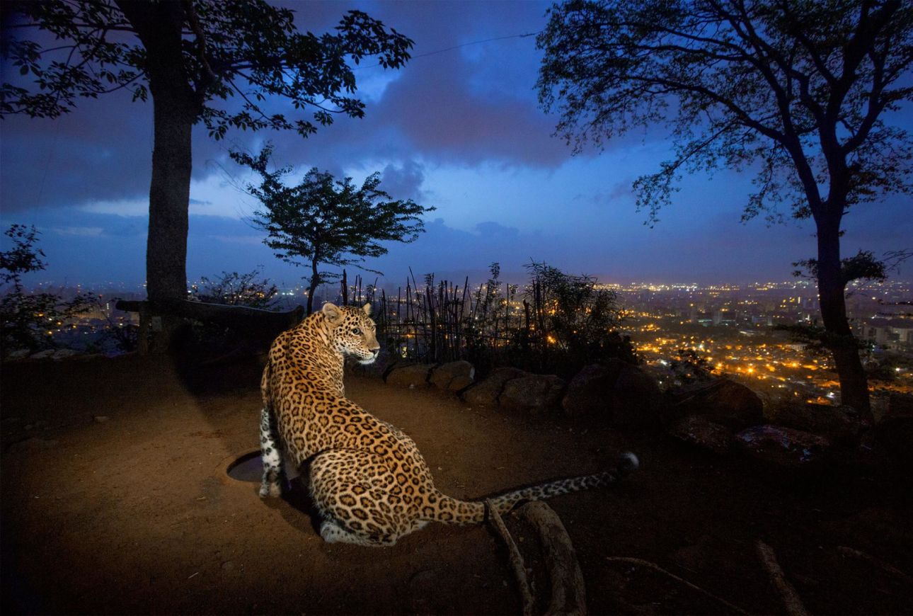 Picture of a leopard in Sanjay Gandhi National Park, Mumbai, India