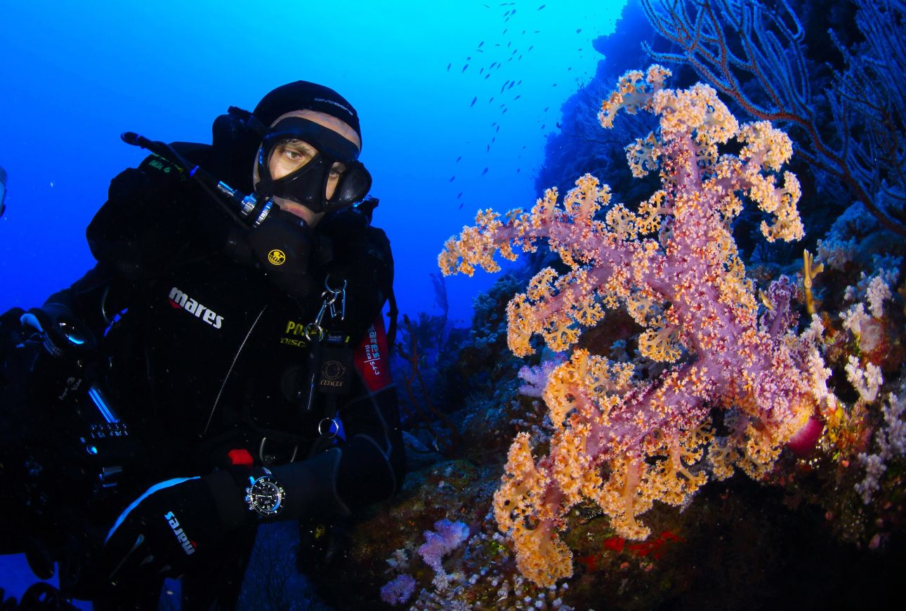 Picture of Enric Sala and soft coral in New Caledonia