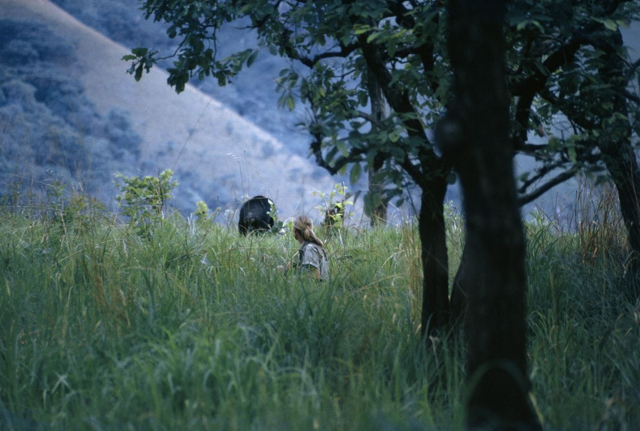 A frightened chimpanzee runs away from Jane Goodall in Gombe Stream National Park, Tanzania.