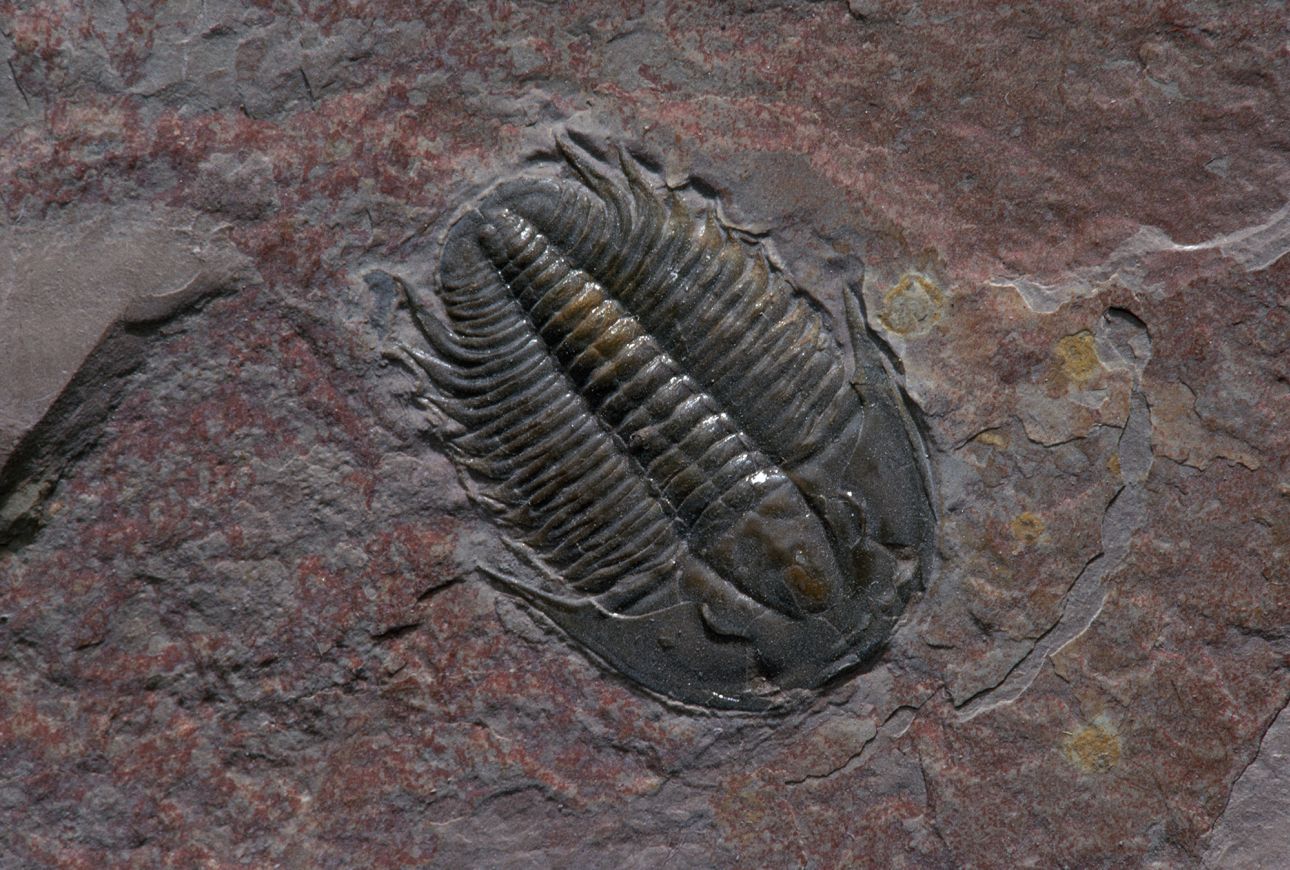 Though they've been extinct for millions of years, the prehistoric group of crustaceans called trilobites (literally "three lobes") were some of the most successful early animals, and were prevalent the ocean for hundreds of millions of years.