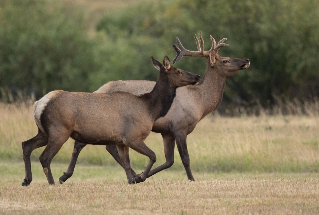 Two elk trot across a field toward the trees.