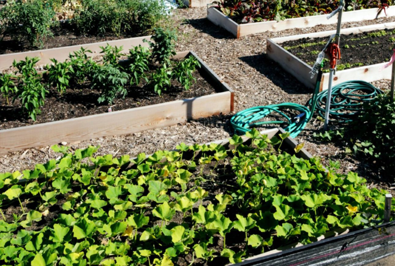 Photo: Series of large garden plots.