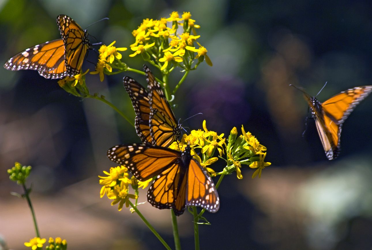 Four monarch butterflies flutter around a set of flowers.