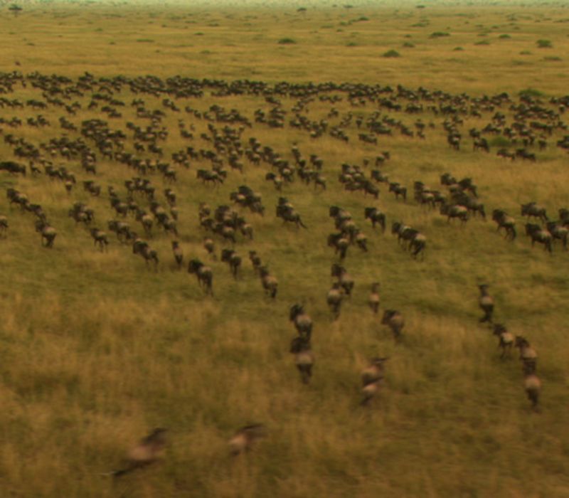 Nature's Most Impressive Animal Migrations