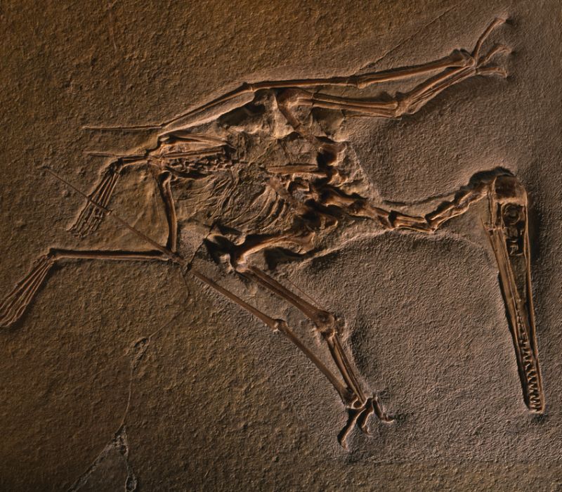 Australia's Oldest Pterosaur Bones Prove They Soared Below The Antarctic  Circle