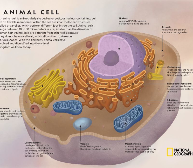 top-151-animal-cell-cloning-merkantilaklubben