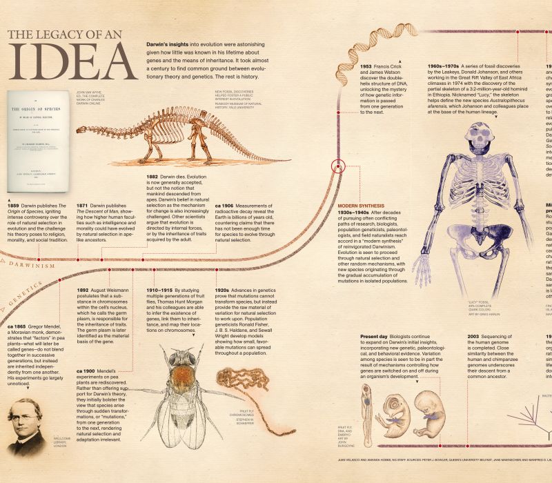 Darwin's theory of Evolution: A REALLY SIMPLE and Brief