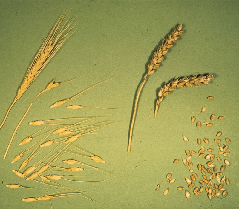 أصول التدجين