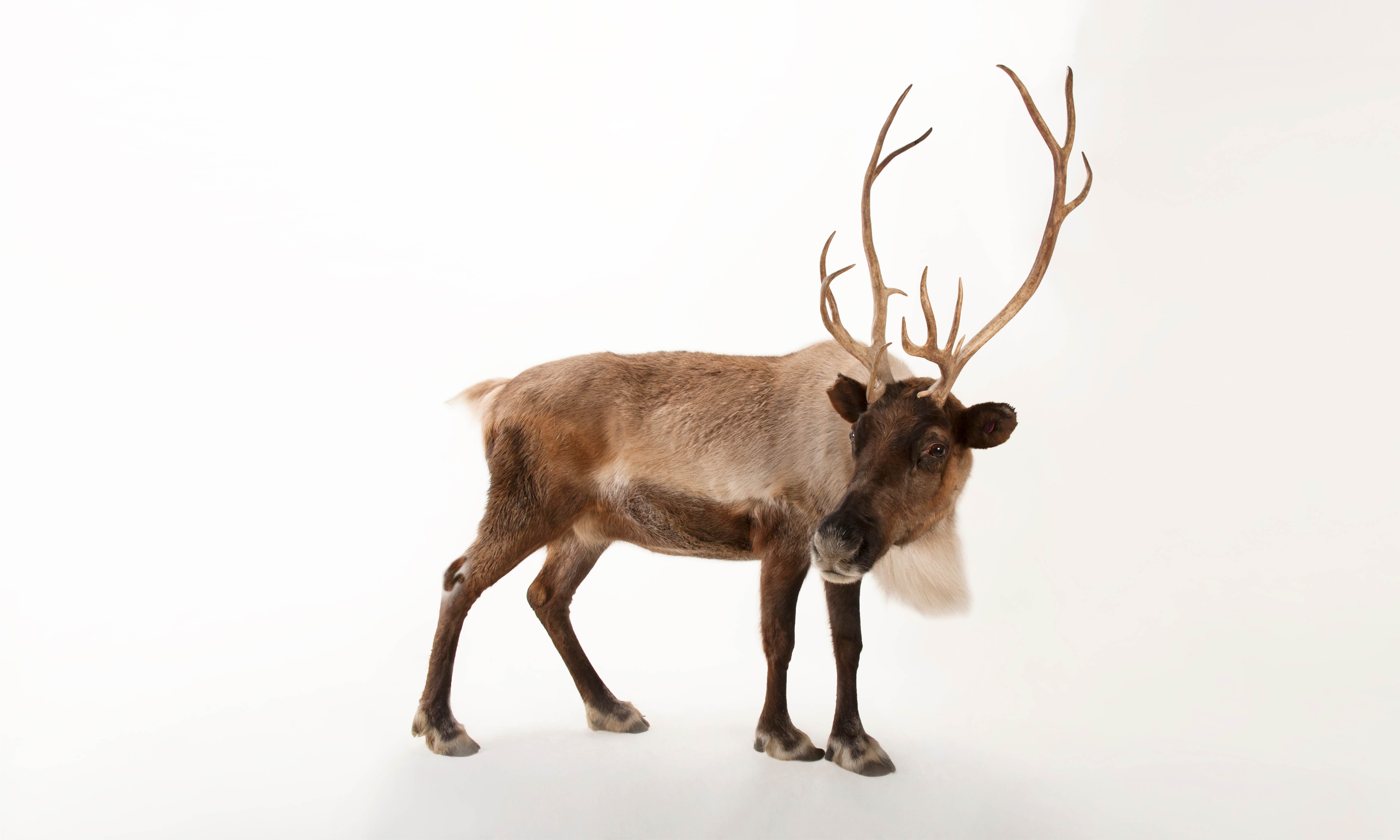 Image of a caribou against a white background