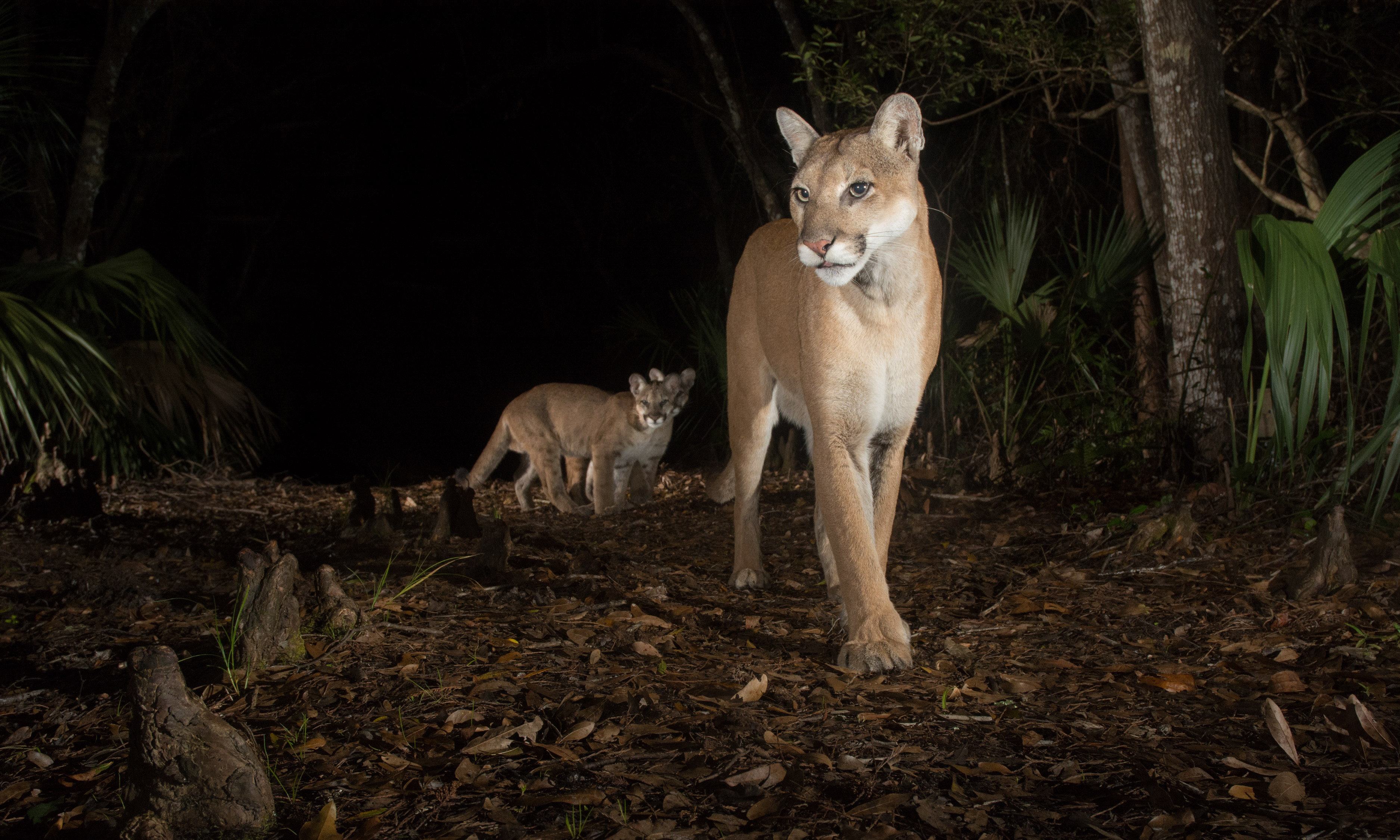 A female Florida panther and two kittens walk down a trail at Babcock Ranch Preserve.