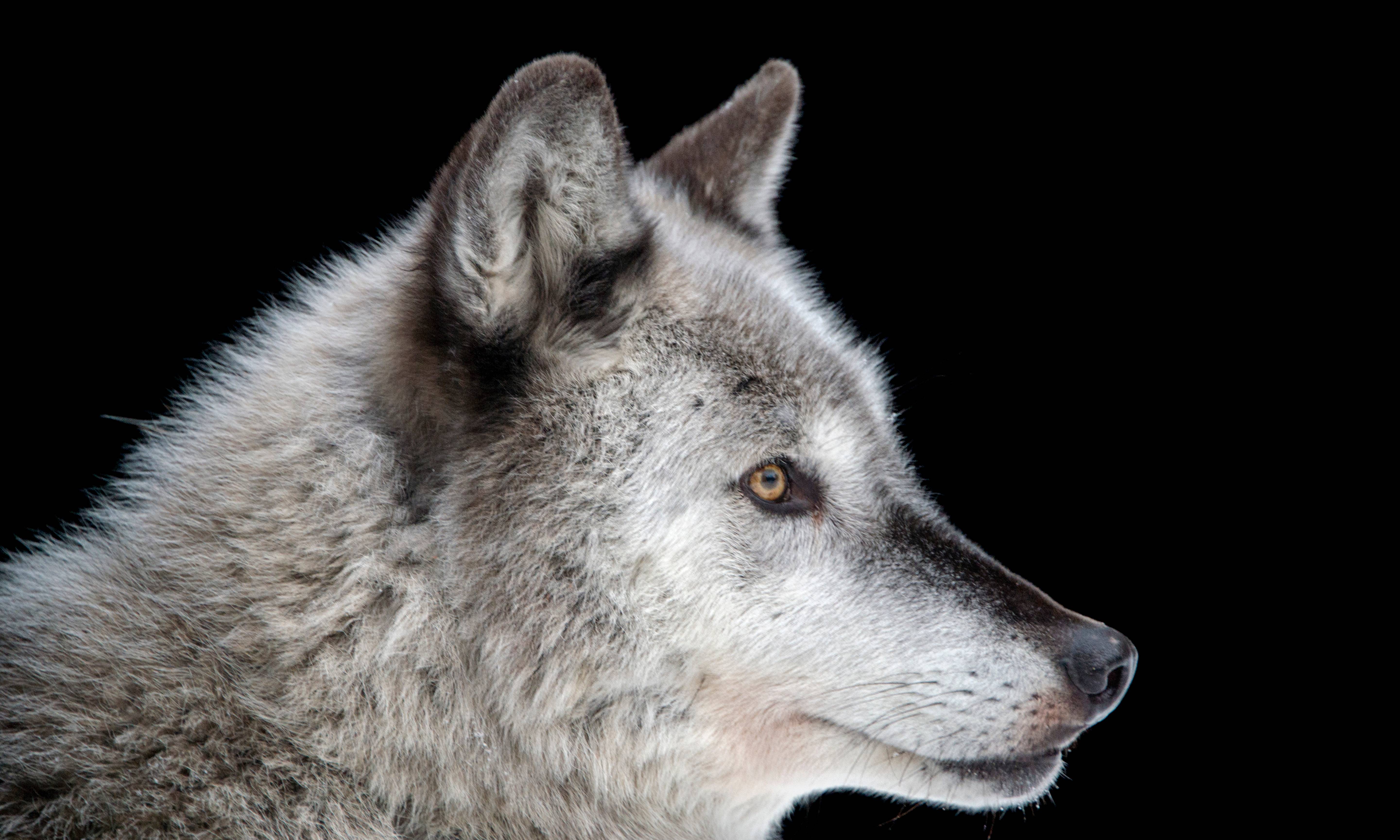 An image of a gray wolf against a black background.