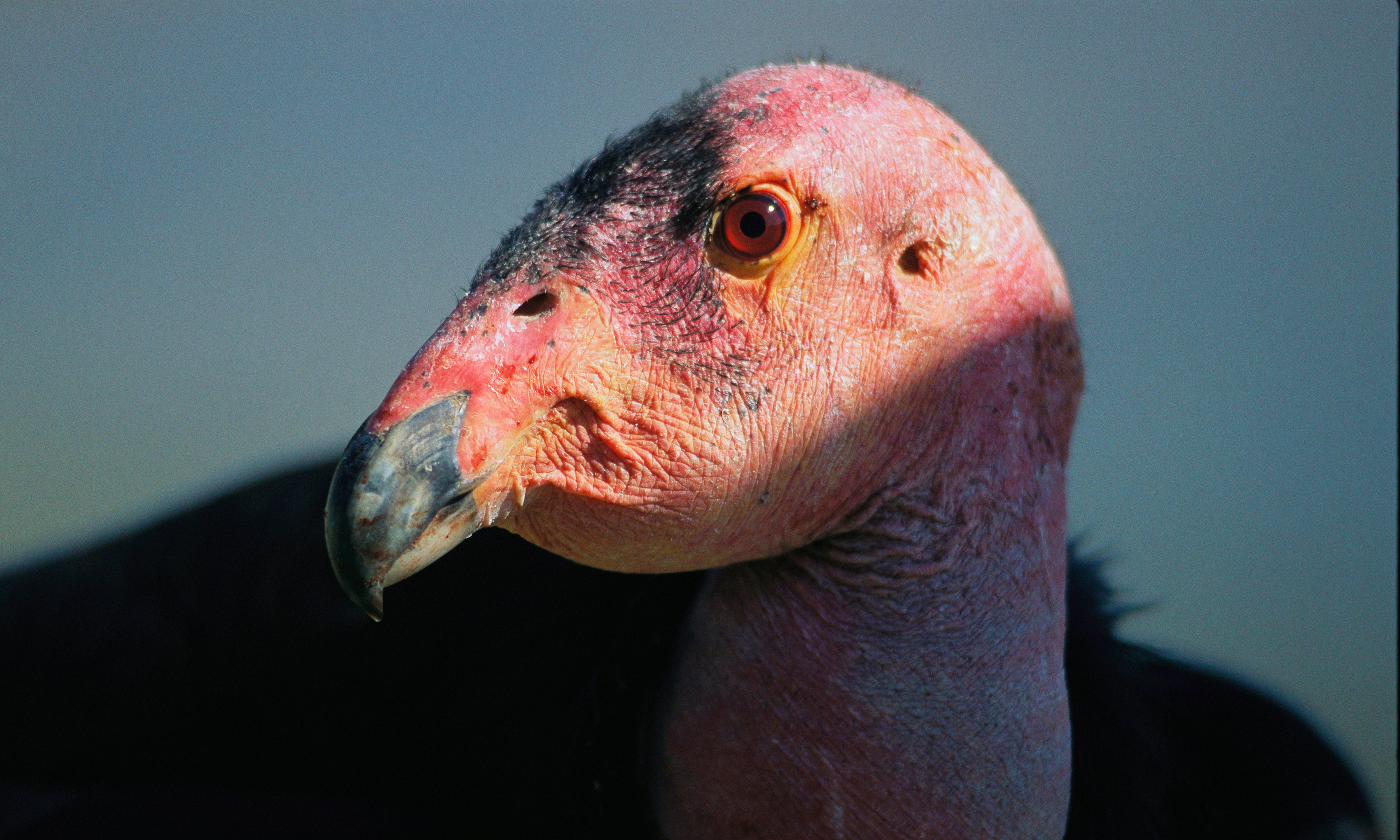 Image of the head of a California Condor against a blue grey background.
