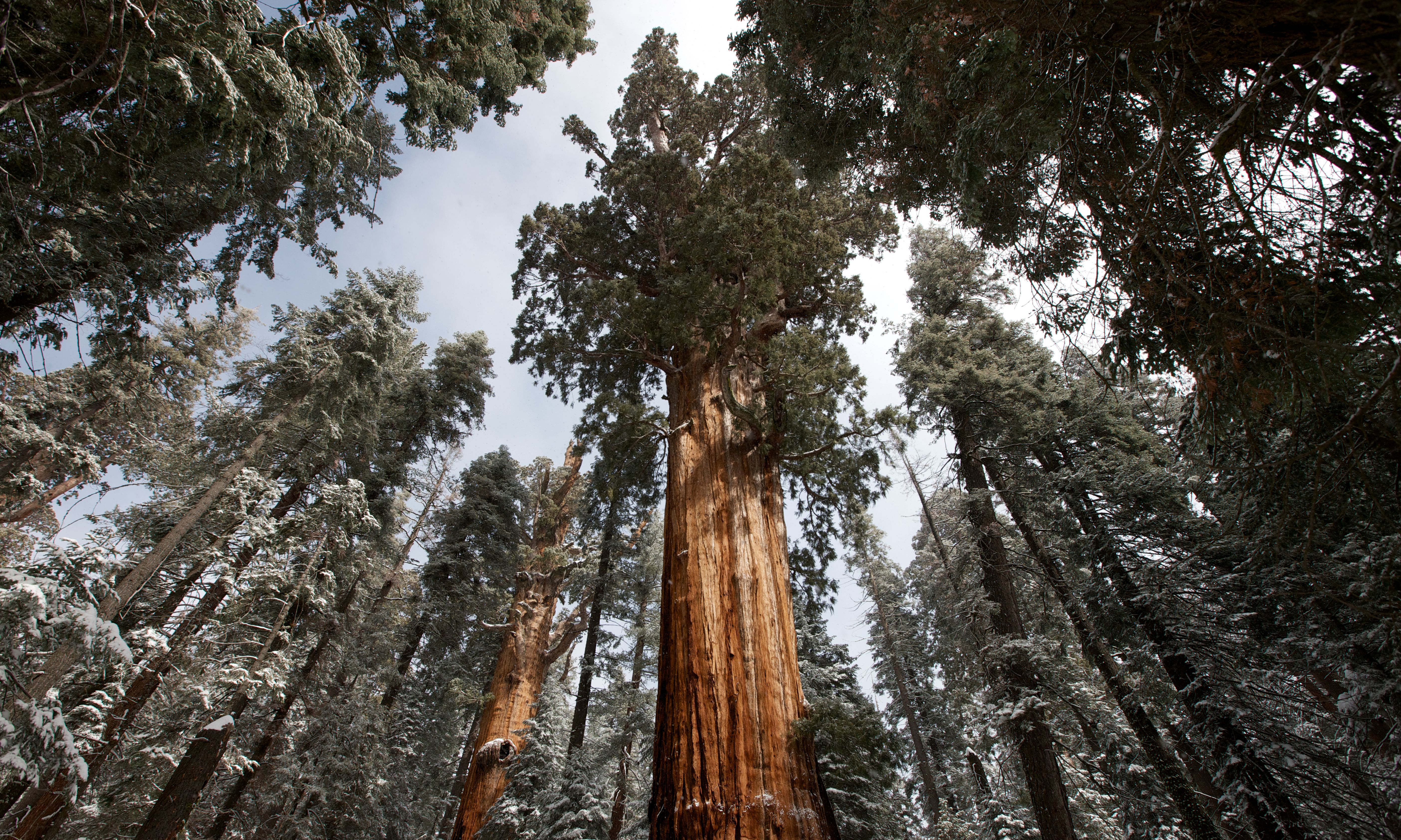 Image of Sequoia trees in Sequoia and Kings Canyon National Parks