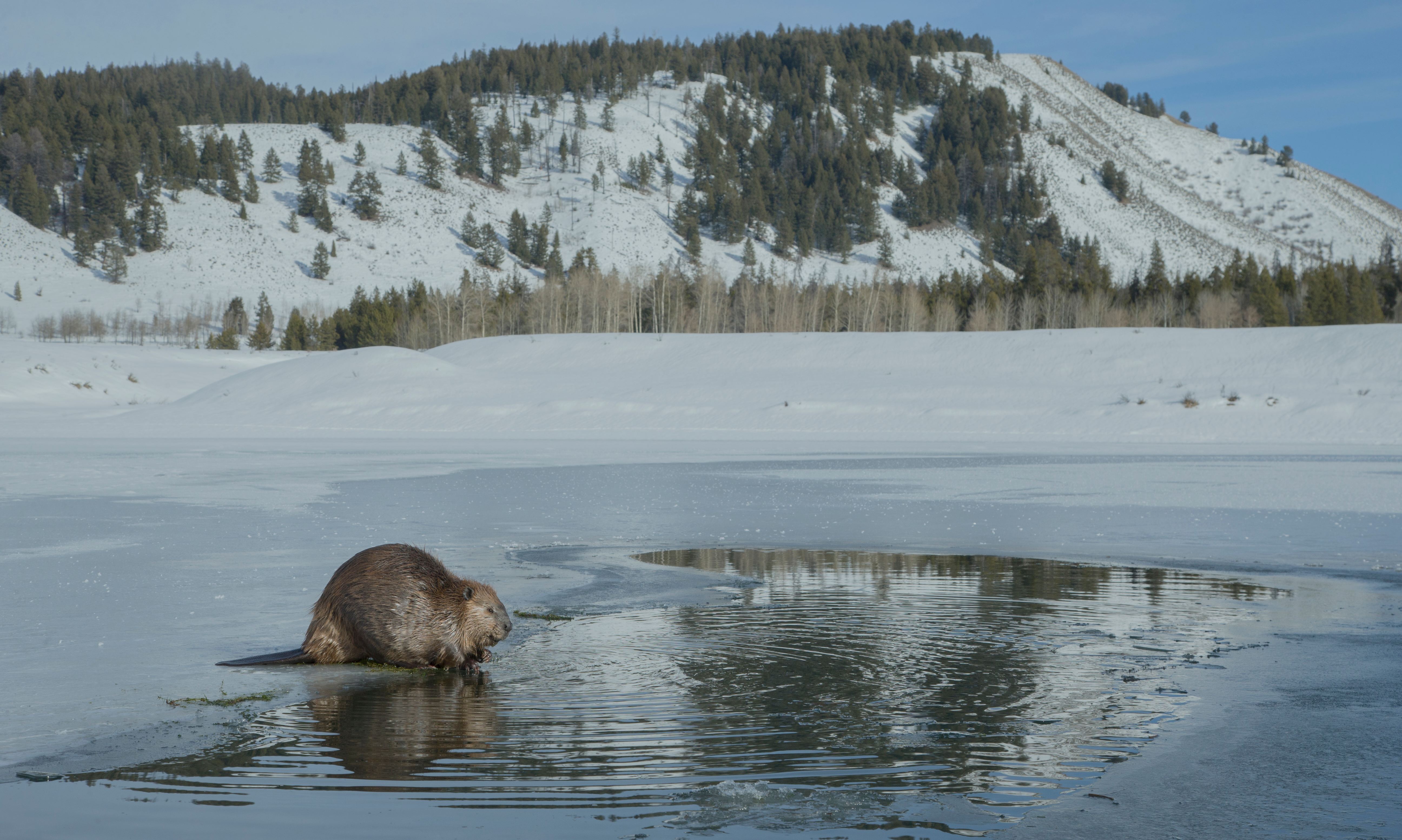 An image of a beaver walking on the partially frozen Snake River.