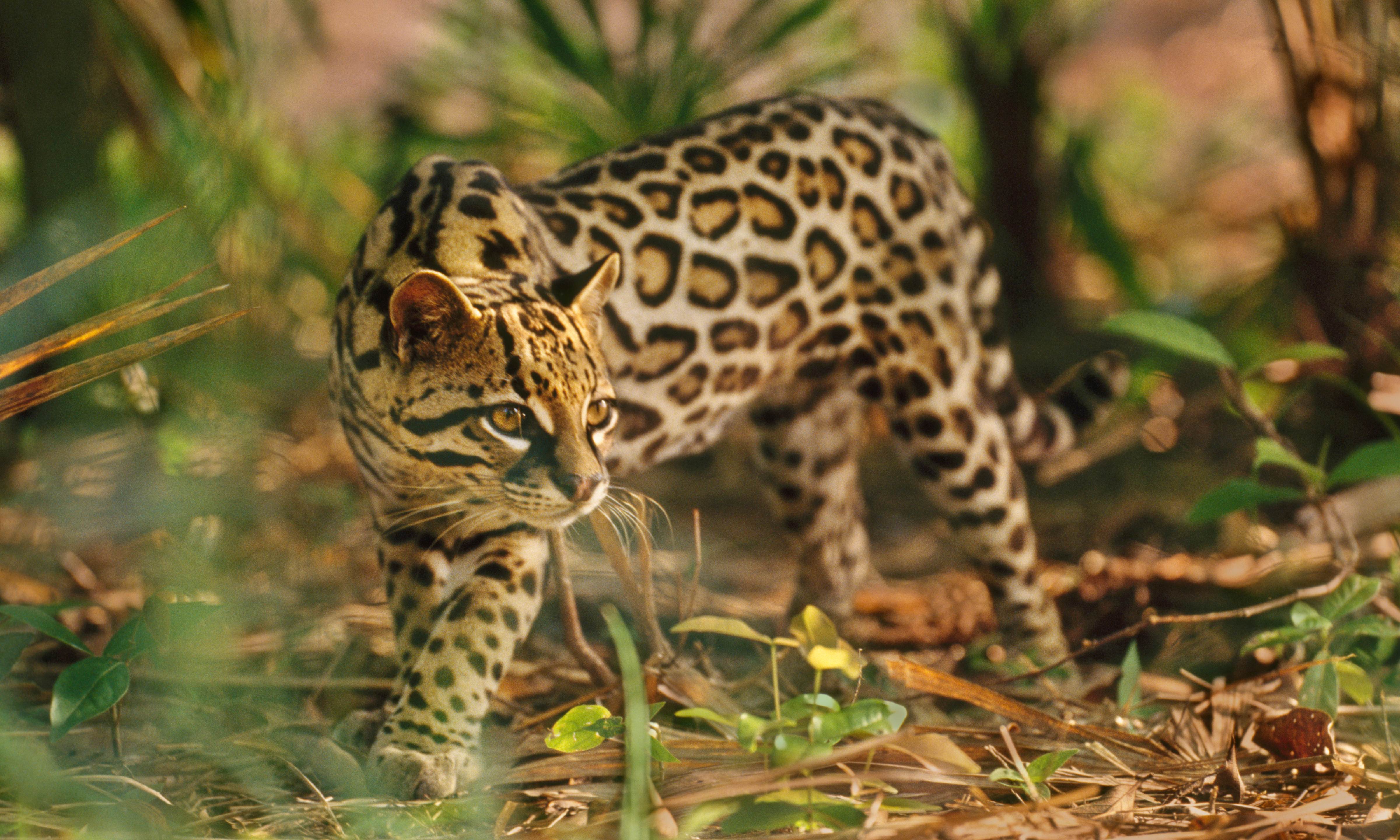Image of an ocelot walking