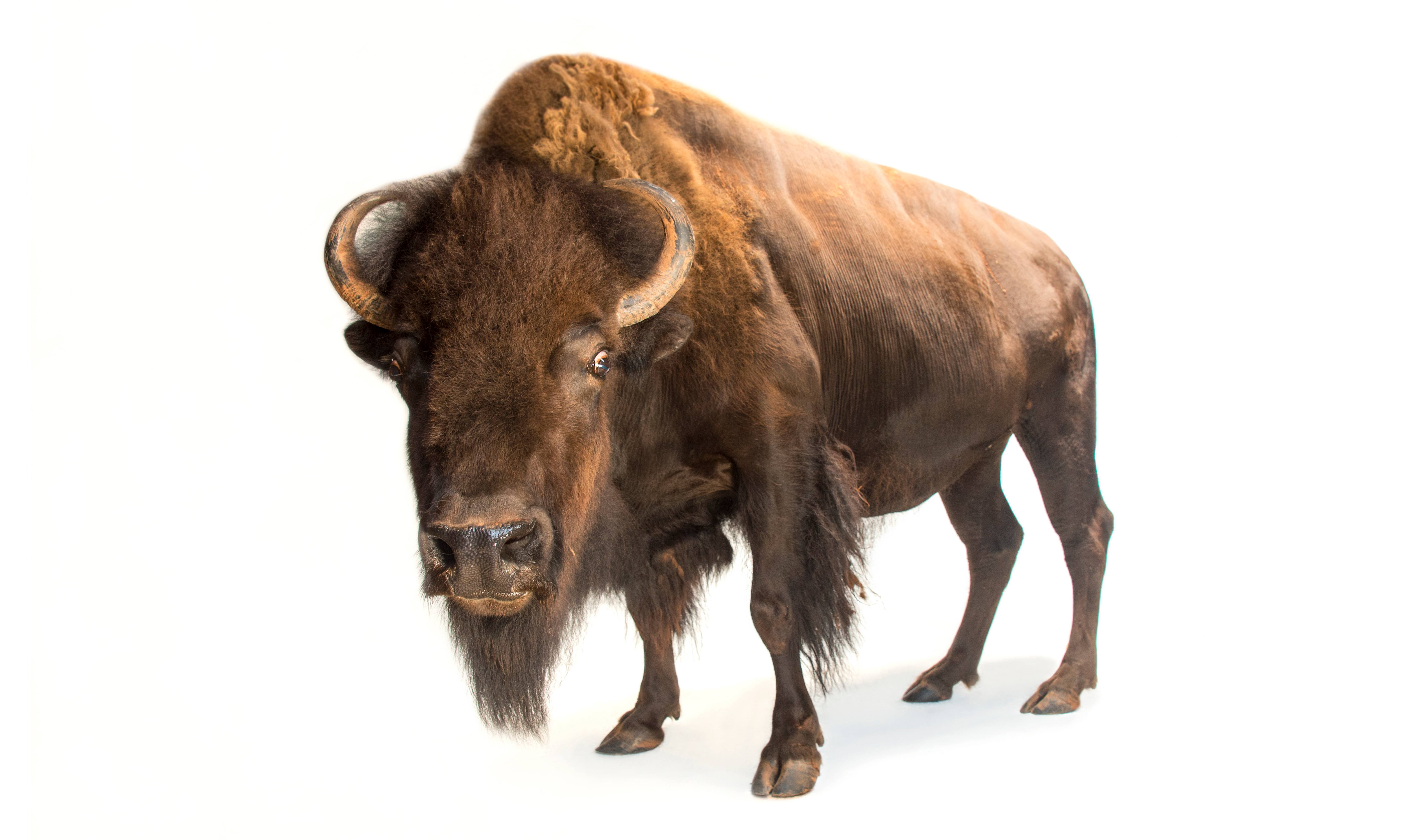 Image of an American Bison against a white background.
