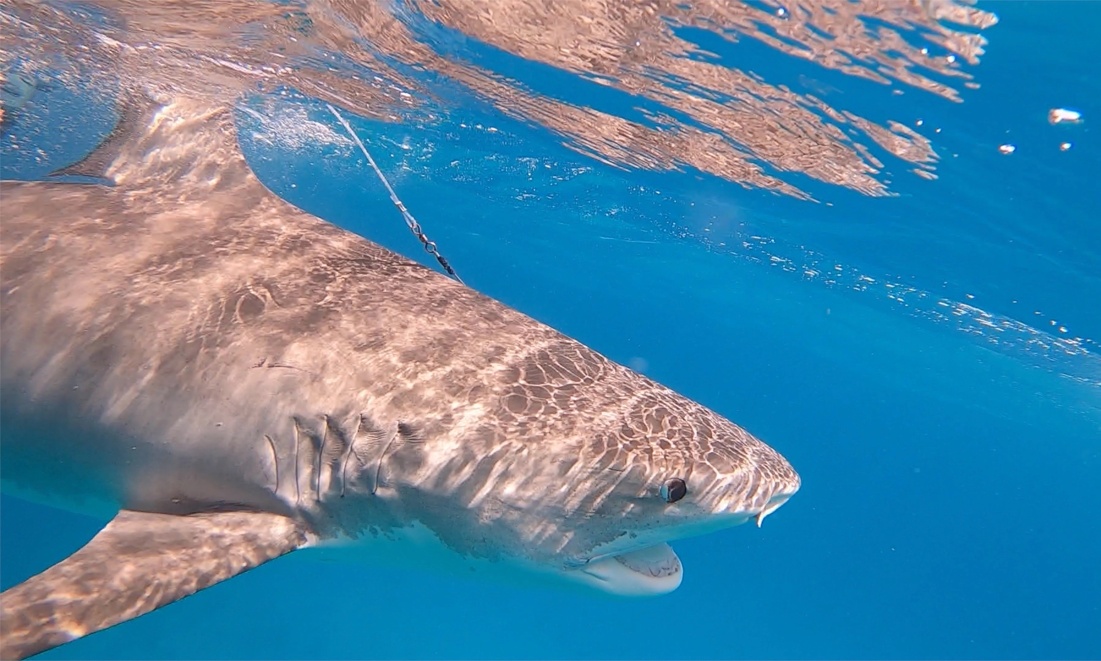 Image of a tiger shark in the ocean.