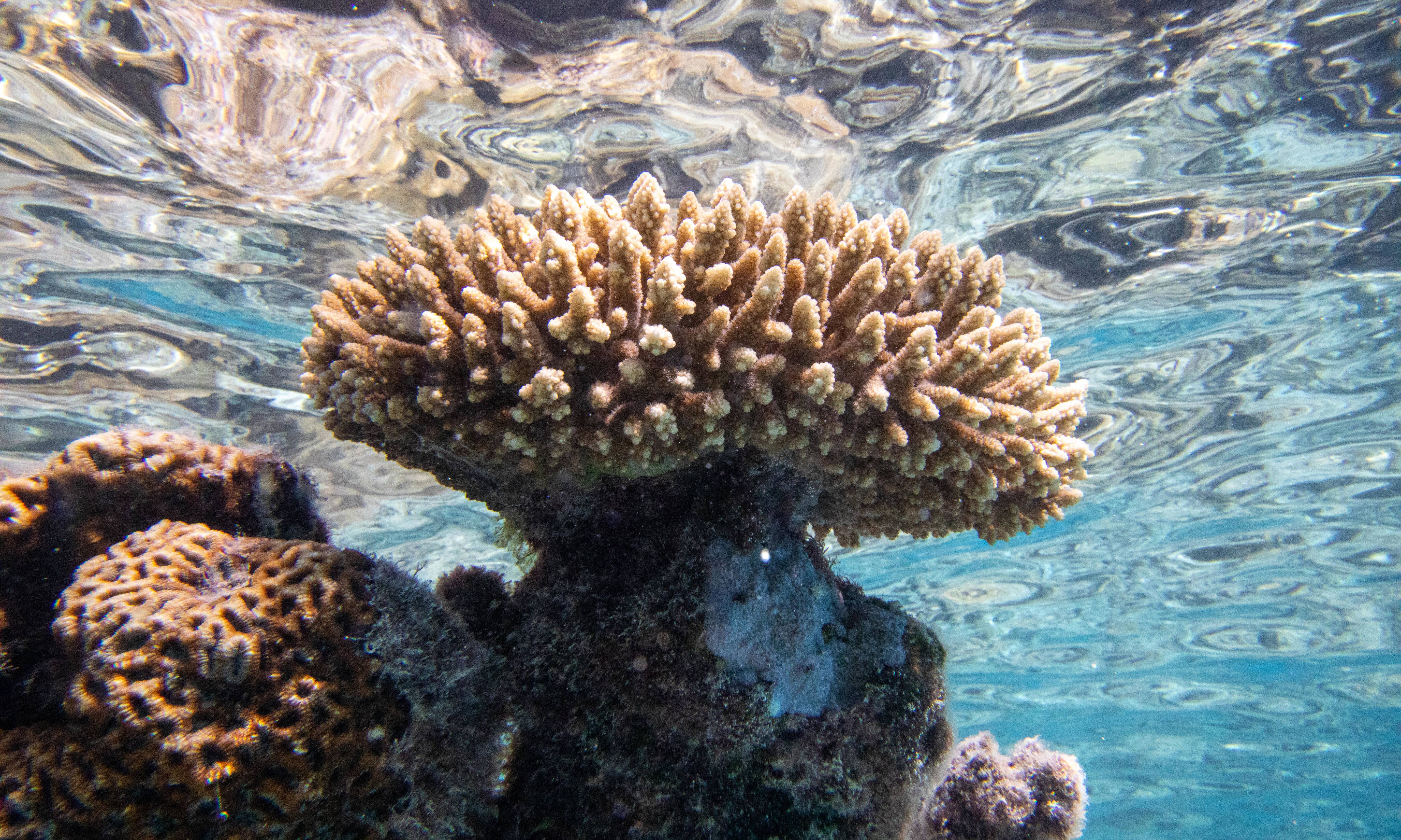 Underwater view of a coral.