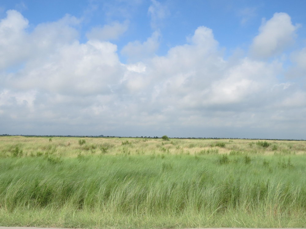 Grasslands