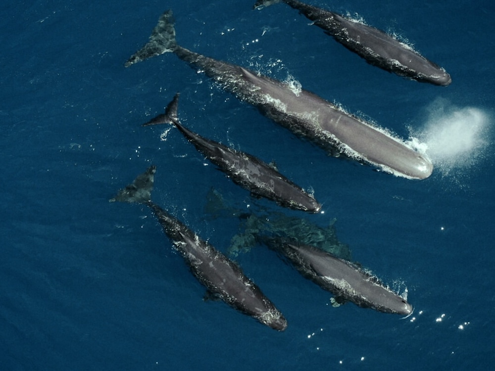Listen to the Whales
