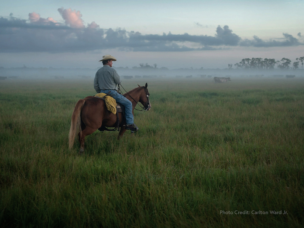 Saving the Florida Wildlife Corridor
