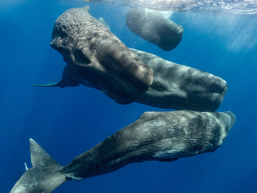 Project CETI (Cetacean Translation Initiative) 