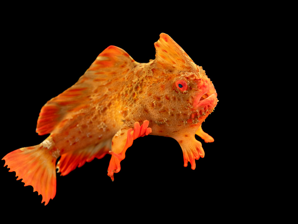 18,000th Species: Red Handfish