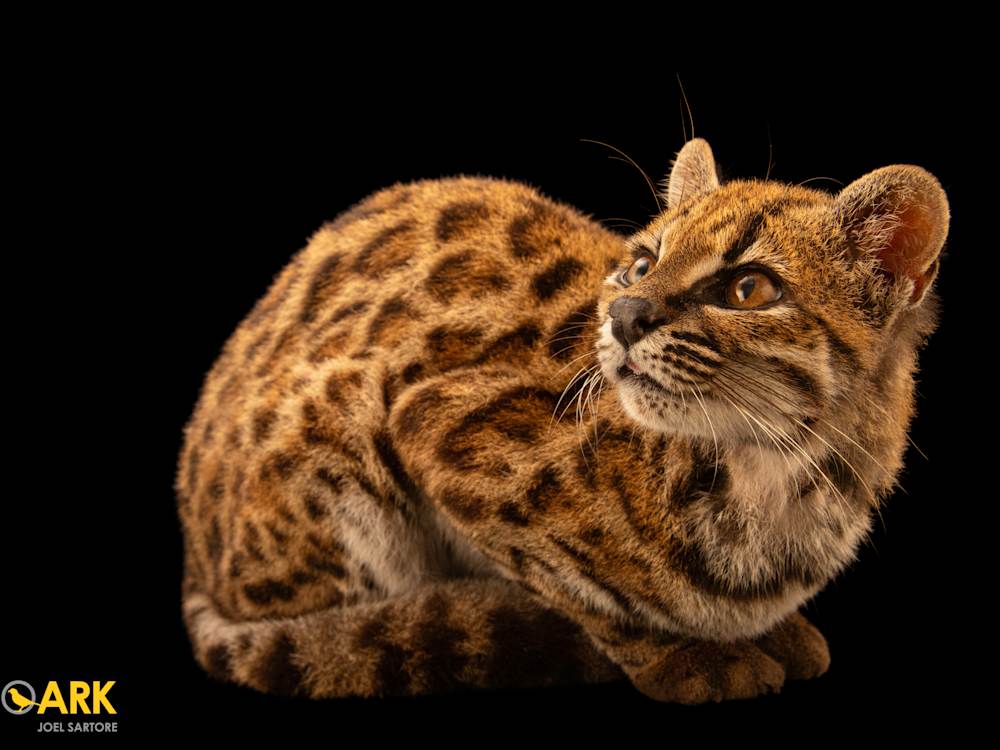 Documenting a New Wild Cat Species