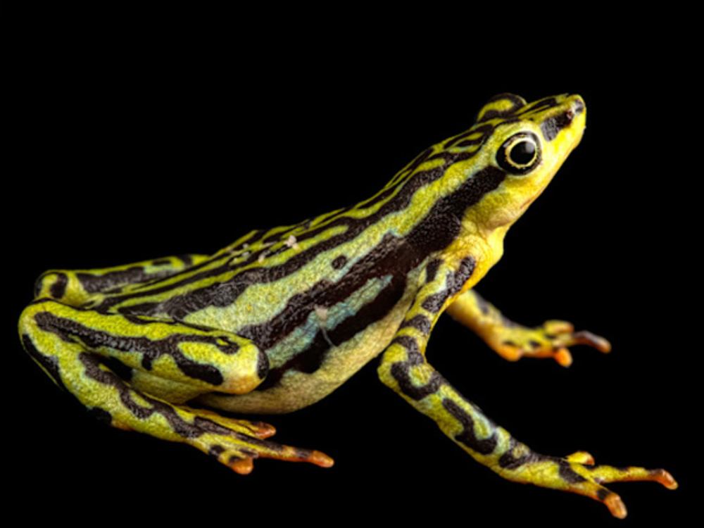 Supporting the Survival of Harlequin Frogs