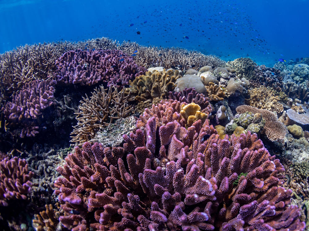 A Framework to Achieve Global Goals for the Ocean