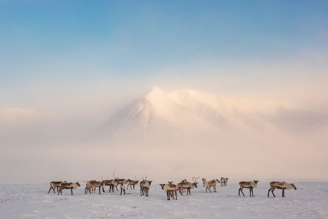 National Geographic Society Launches American Keystones Initiative to Protect Our Living Icons