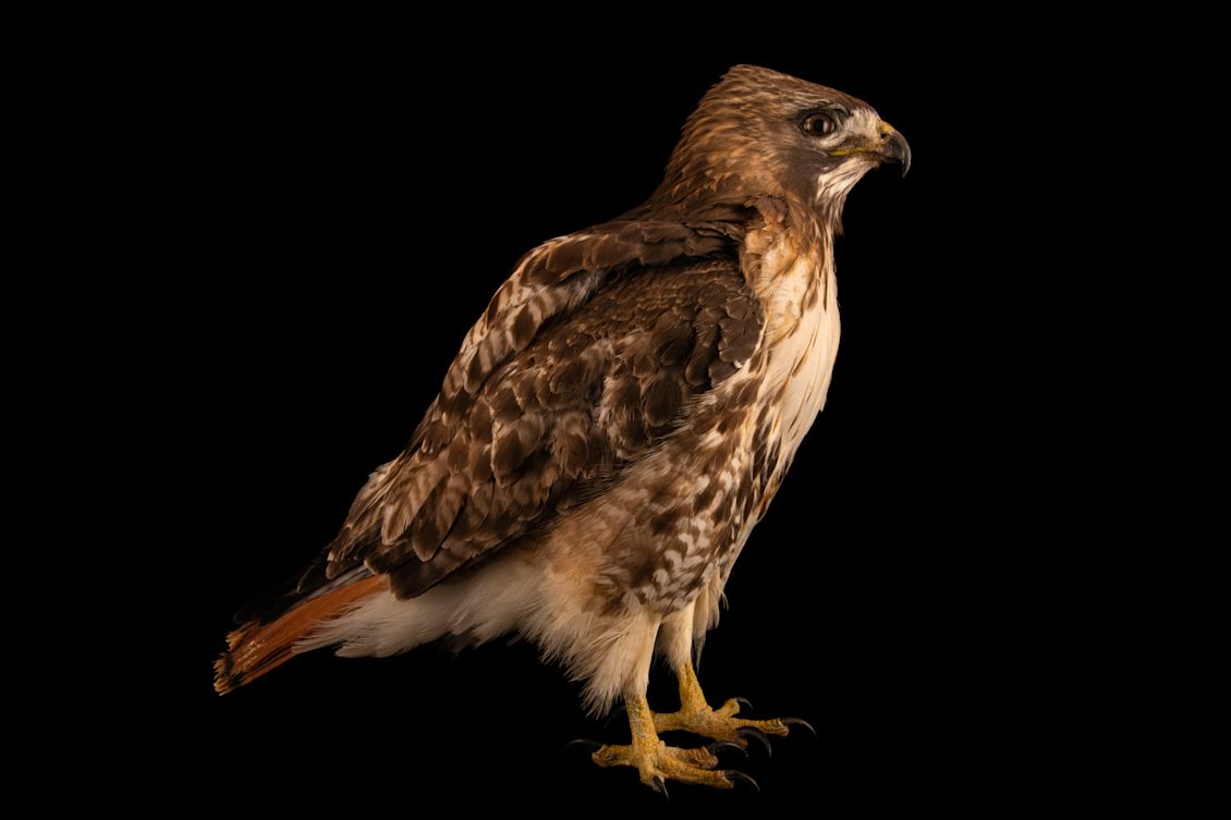 Tracking Red-Tailed Hawks in Contrasting Urban and Rural Environments