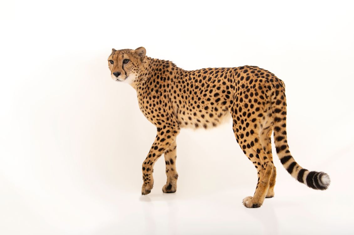 Tracking Cheetahs in Human-Dominated Landscapes