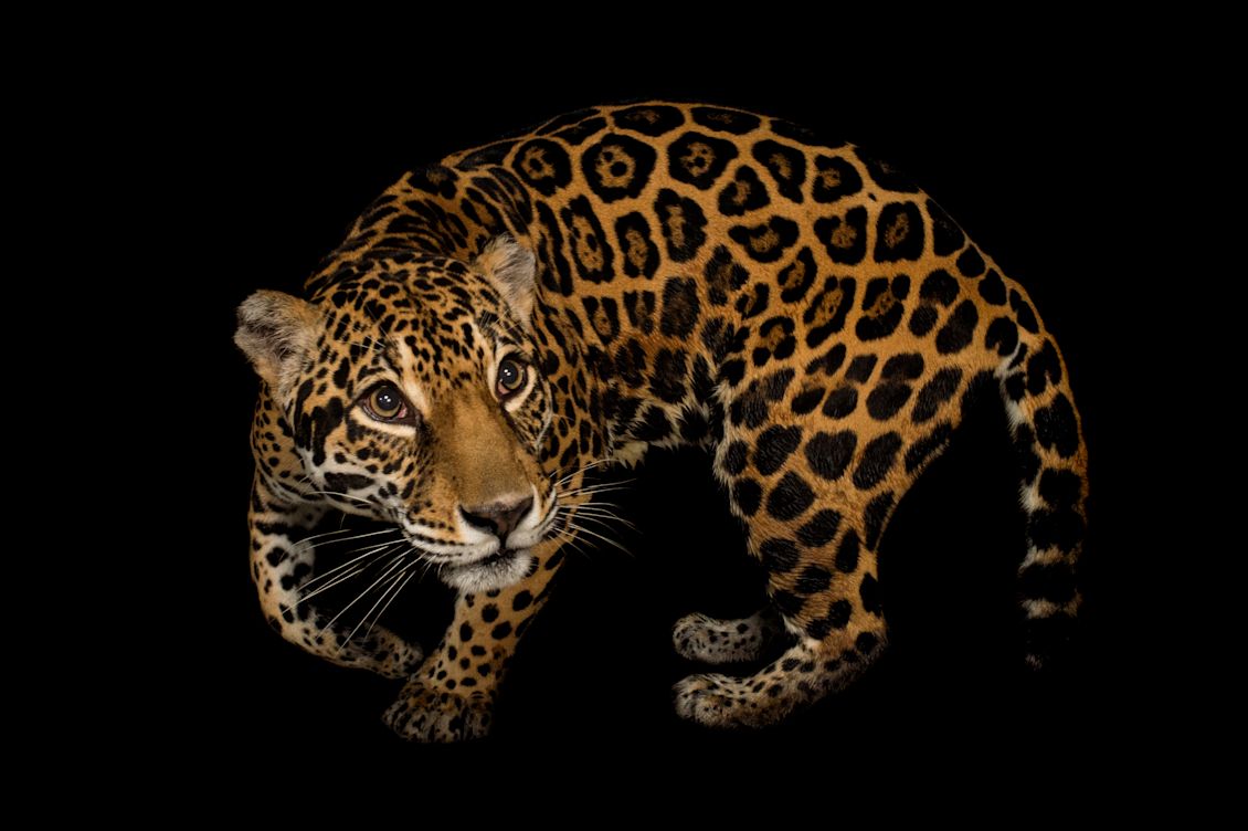 Tracking Jaguars to Optimize Movement Corridors