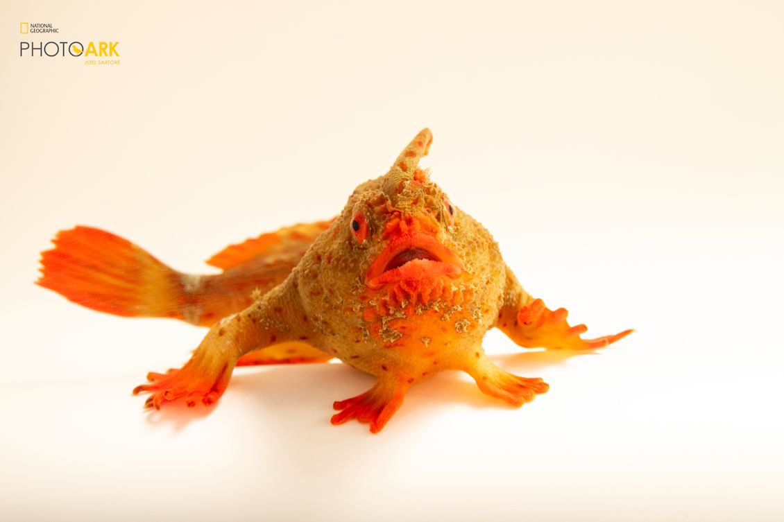 20 Years, 18,000 Species: The National Geographic Photo Ark Selects Rare Red Handfish to Mark the Double Milestone