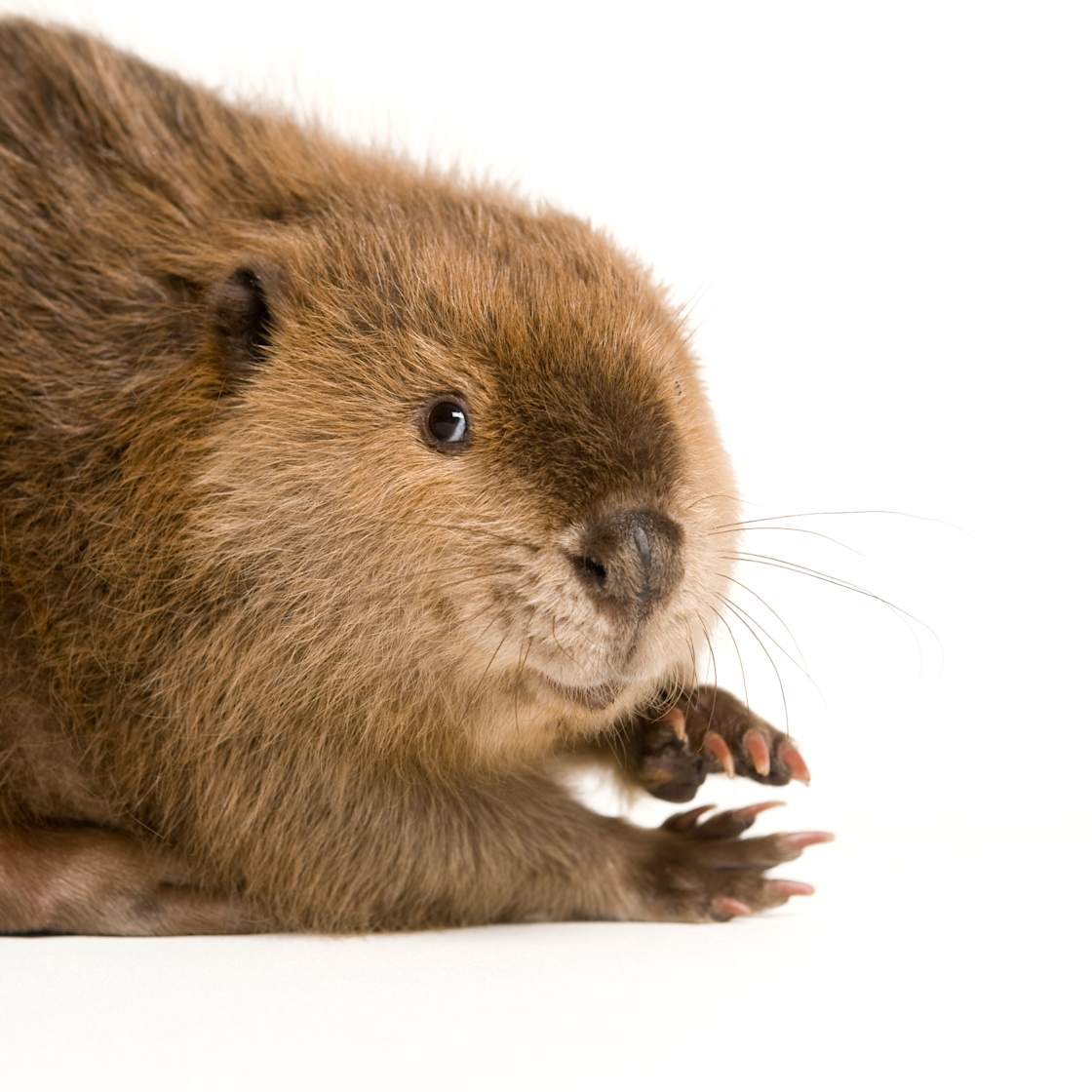 Protect At-Risk Habitats and Species