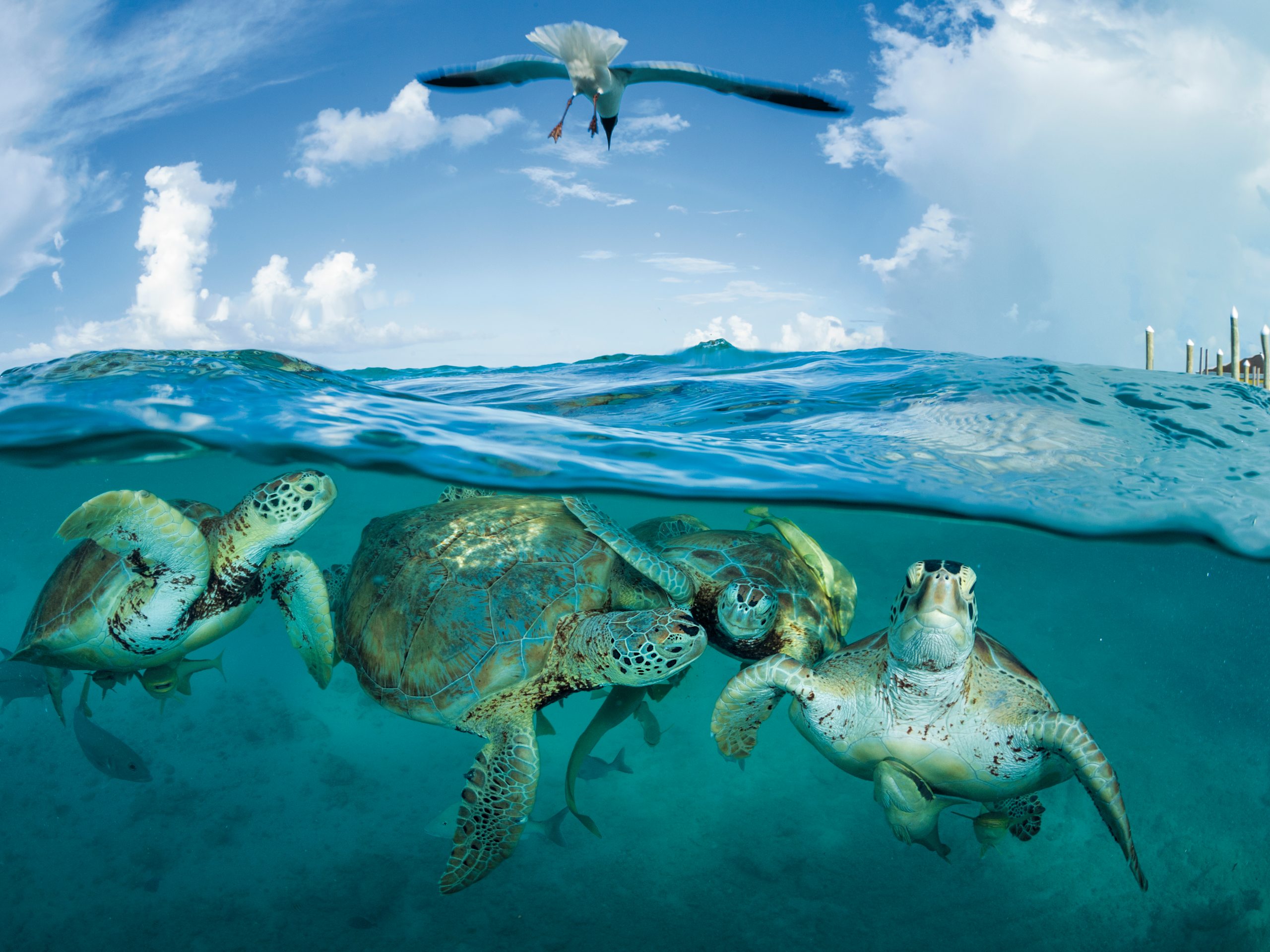 Green sea turtles congregate near a dock in the Bahamas.