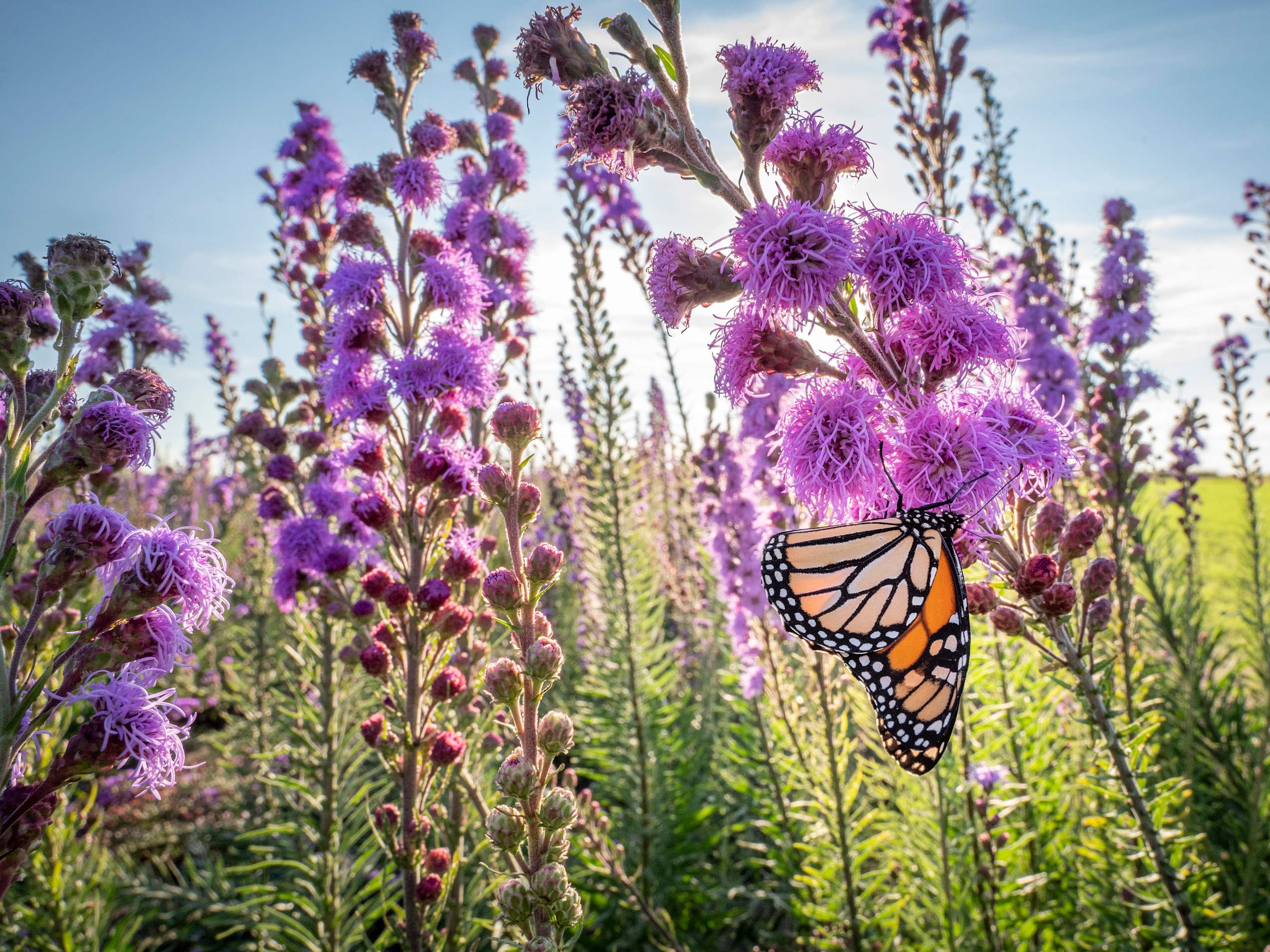 Monarch butterfly in a field of purple flowers.