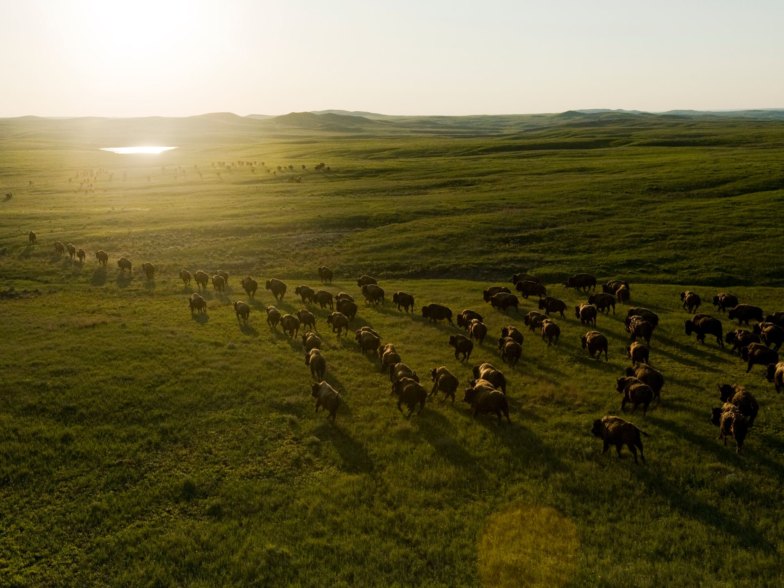 Herd of bison in grassland with the sun turning the sky and horizon golden.