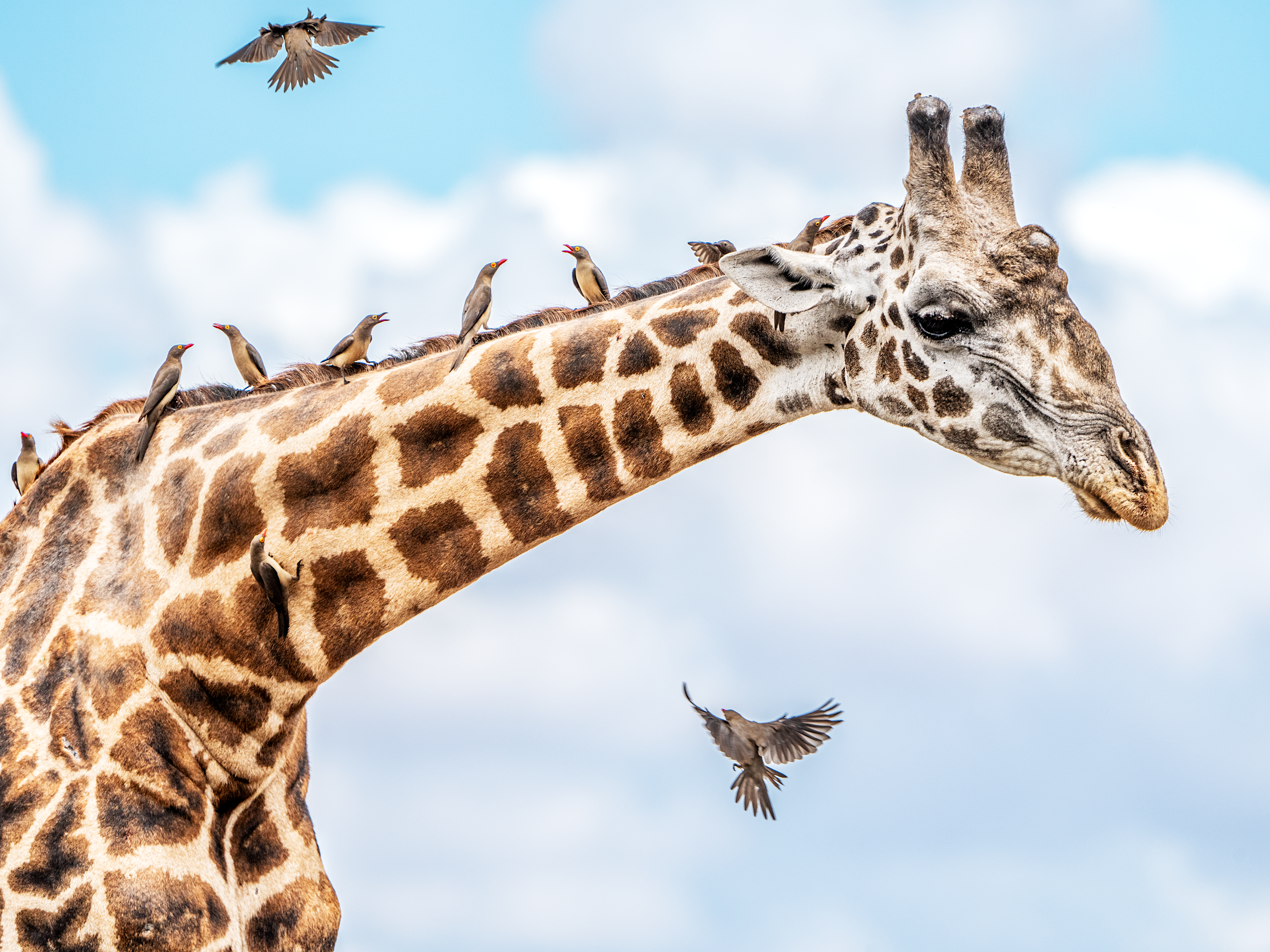 Image of a giraffe with birds landing around its neck and back.