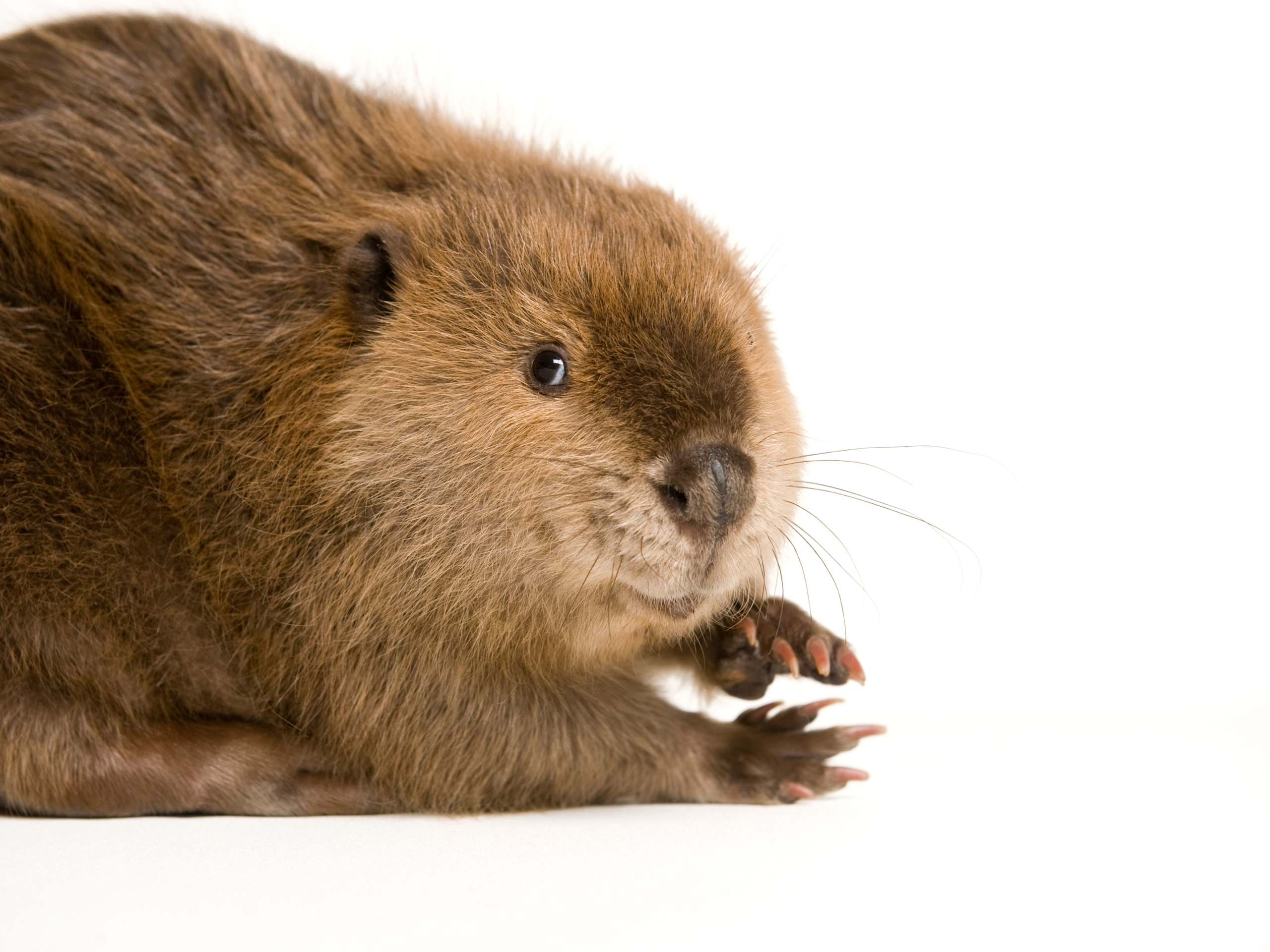 A beaver looks at the camera in front of a white background.