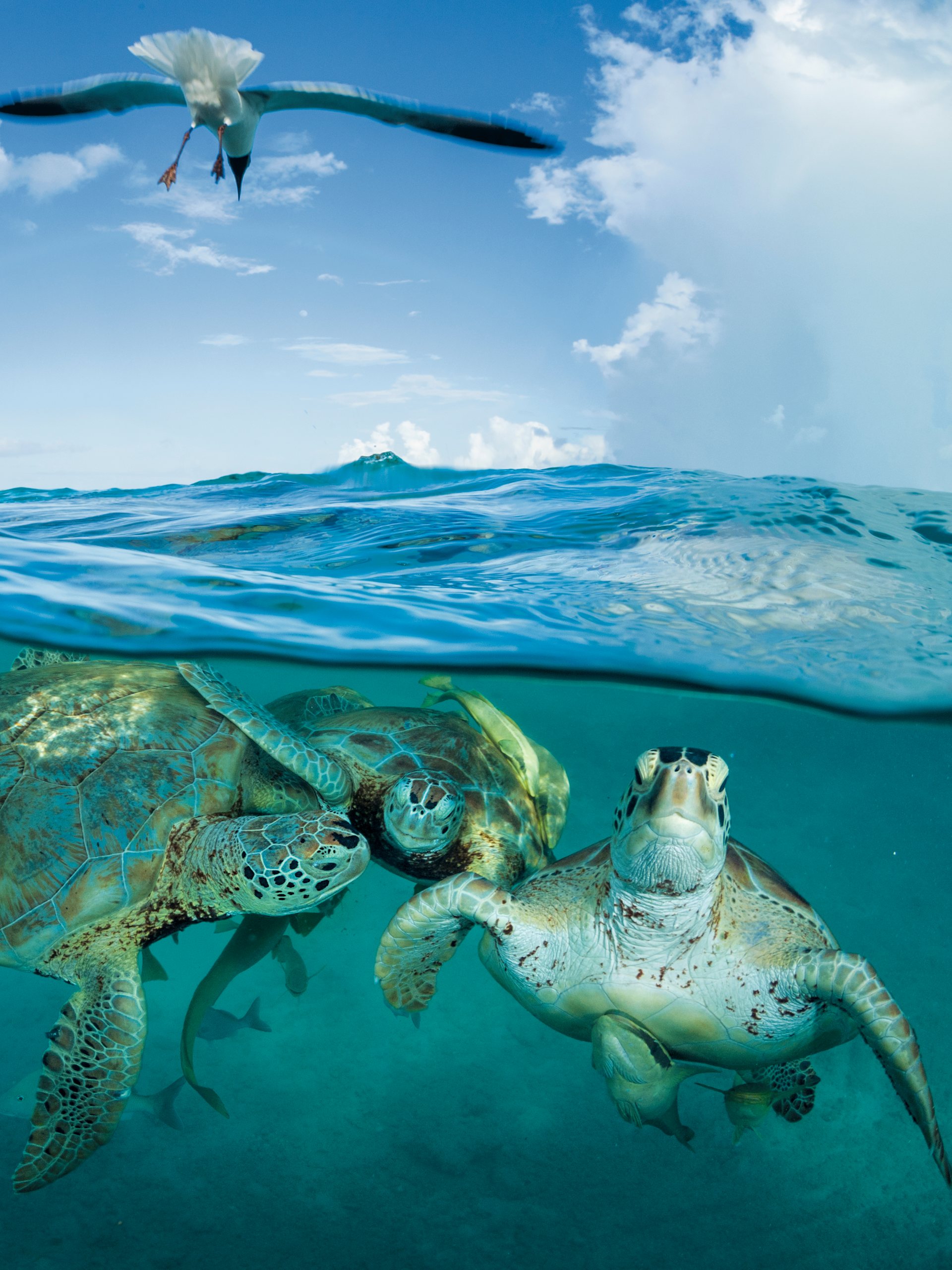 Green sea turtles congregate near a dock in the Bahamas.