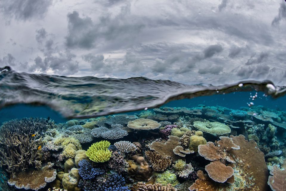 Diving the Great Barrier Reef