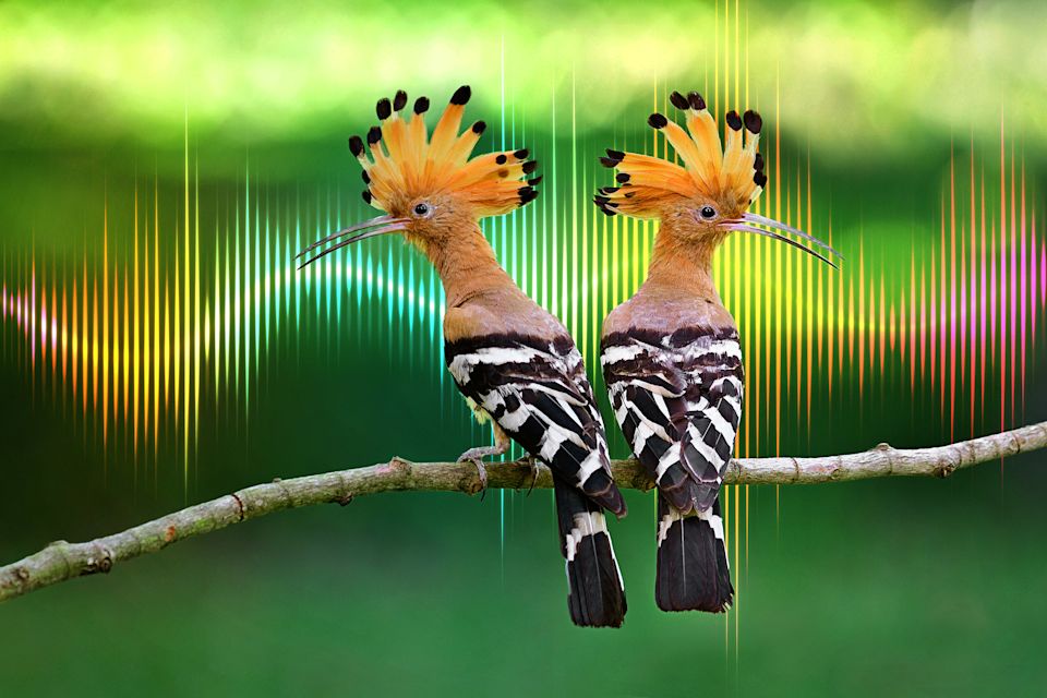 Saving Nature's Symphony