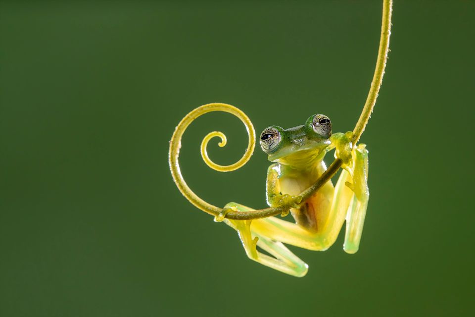 Weird World of Frogs
