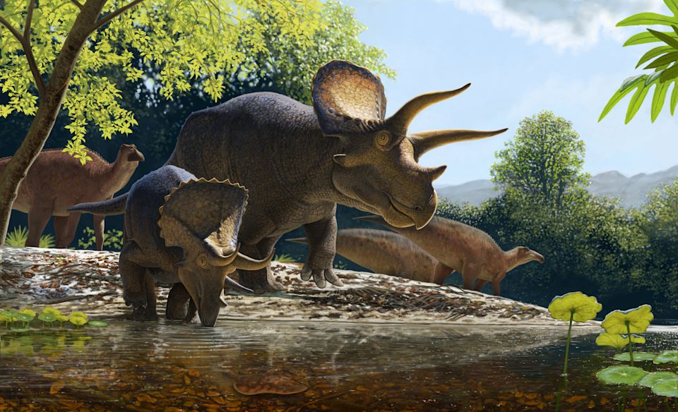 Main Media Image