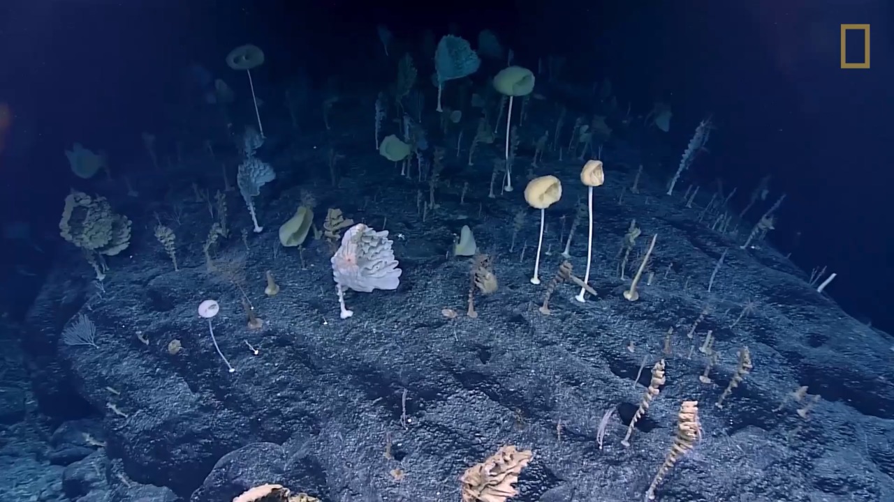 strange deep sea creatures video