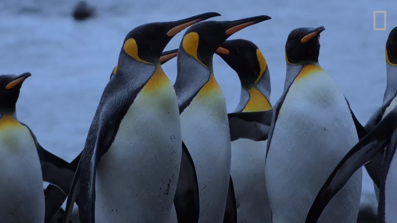 Modern Explorer | Live Like a King...Penguin