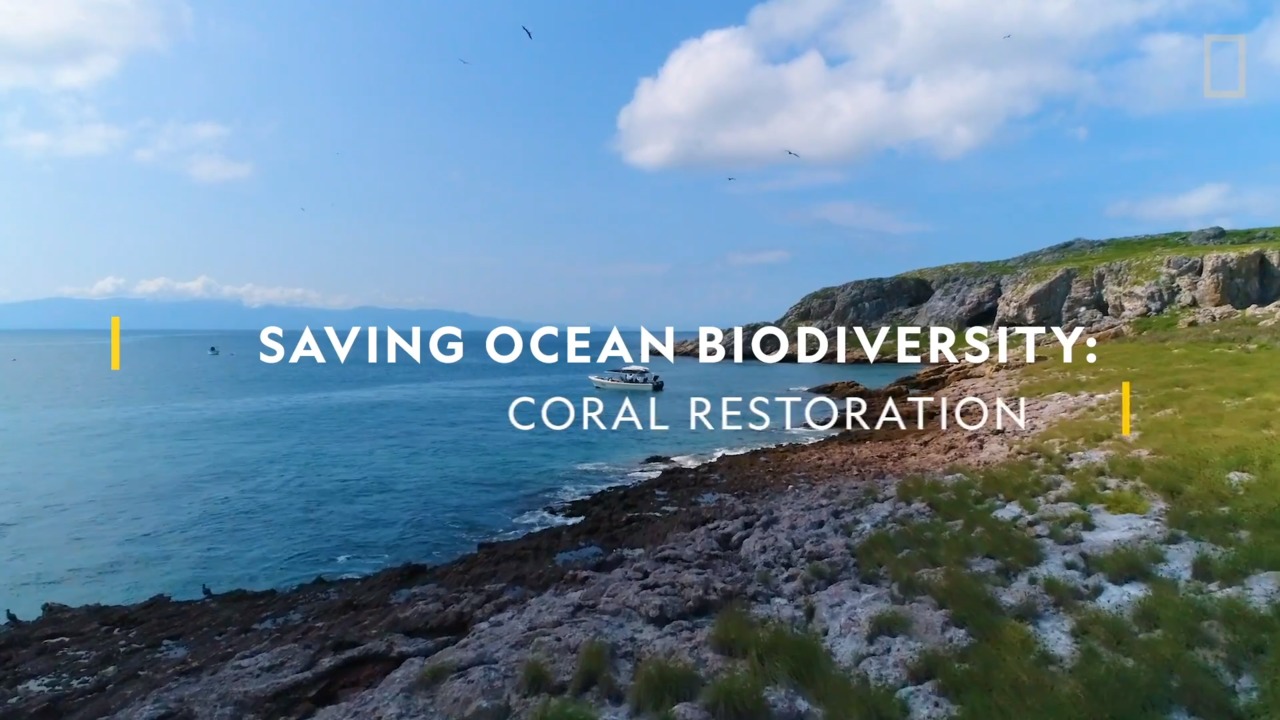 Saving Ocean Biodiversity: Coral Restoration